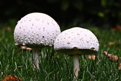 D72_1500_00002s.jpg