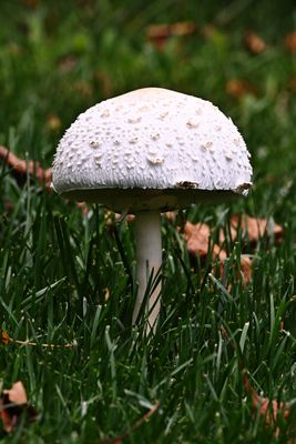 D72_1522_00004s.jpg