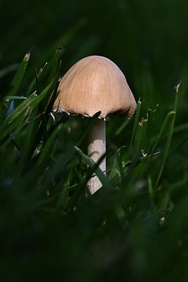 D72_2424_00005s.jpg