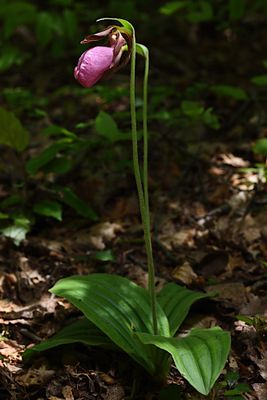 D72_1842-012_01s.jpg
