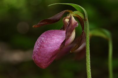 lady_slipper