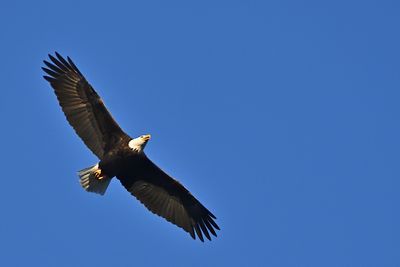 11-23-23 Conowingo Eagles