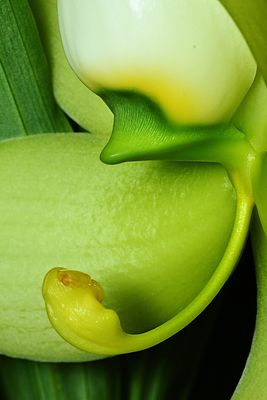 Cycnoches chlorochilon 'Giant Swan'