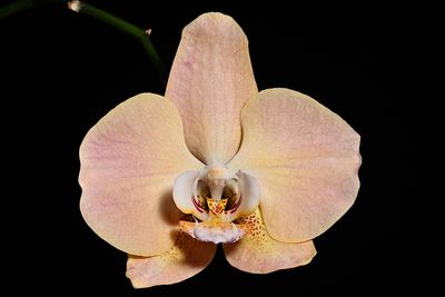 Orchids