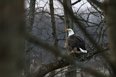 Kutztown Eagles