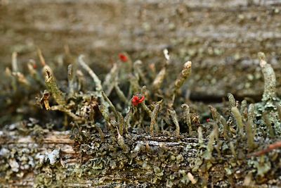 Moss and Mushrooms