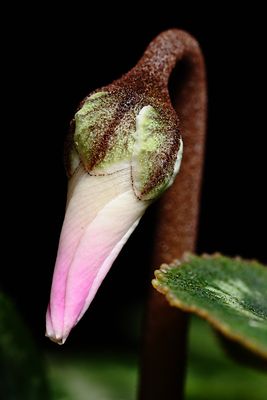 Cyclamen