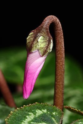 Cyclamen