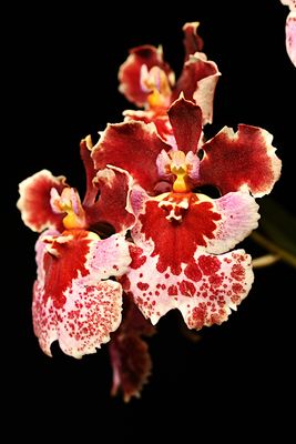 Tolumnia