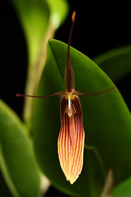Restrepia striata