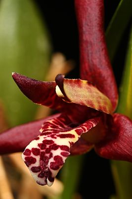 D85_1248_007s.jpg