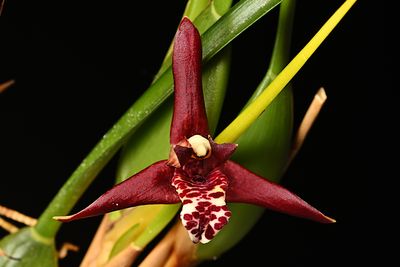 Maxillaria tenuifolia