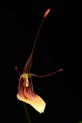 Restrepia striata