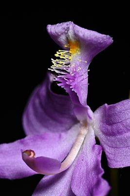 Calopogon tuberosus