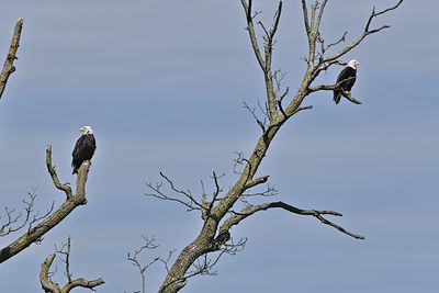 Middle Creek Eagles 6-28-24