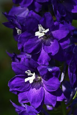 D85_1960_002s.jpg