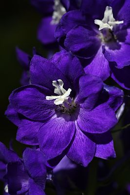 D85_2004_005s.jpg