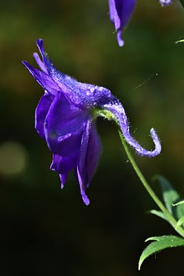 D85_2009_006s.jpg