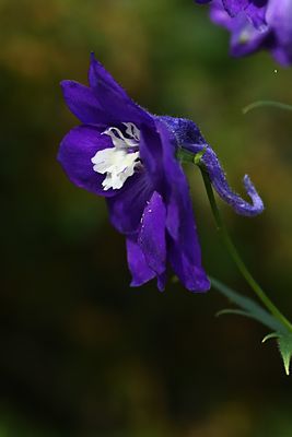 D85_2018_007s.jpg