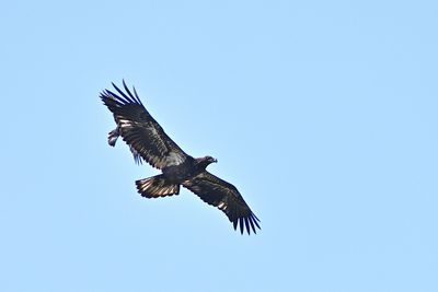 D85_2500_005s.jpg