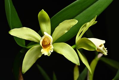 Cattleya luteous forbes