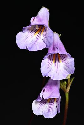 D85_3189_004s.jpg