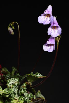 D85_3186_003s.jpg