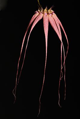 Bulbophyllum Elizabeth Ann 'Buckleberry'
