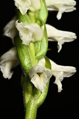 D85_3411_018s.jpg