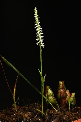 D85_3368_002s.jpg