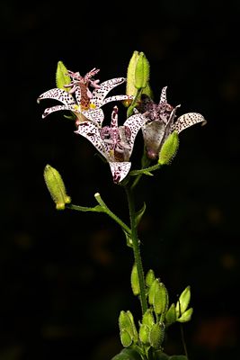 D85_3438_028s.jpg