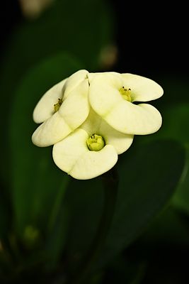 D85_4712_018s.jpg