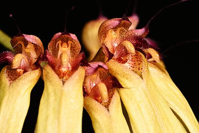 Bulbophyllum longiflorum ‘A-doribil Gold’