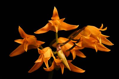 Stenocoryne secunda (Bifrenaria aureofulva)