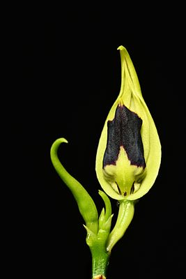 Encyclia cochleata (Prosthechea cochleata)
