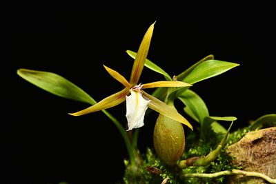 Dinema polybulbon (Epidendrum polybulbon or Encyclia polybulbon)