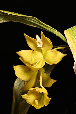 Cycnoches Providence