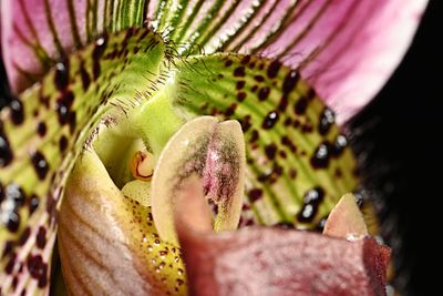 Paphiopedilum maudiae vini