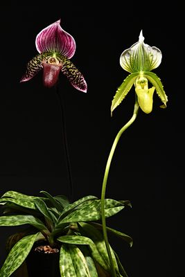 Lady Slippers