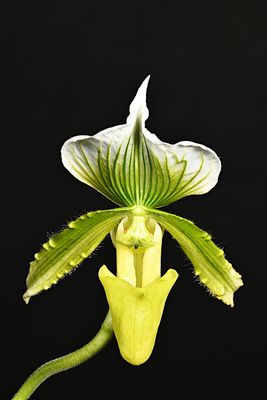 Paphiopedilum Hilo Key Lime 'jumbo' x Hilo green 'wow'