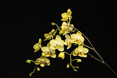 Phal '25
