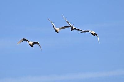 Swans 2-28-25