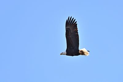 Kutztown Eagles