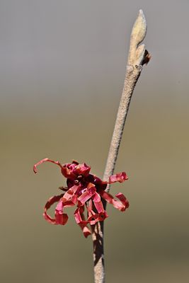 D85_6606_006s.jpg