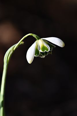 D85_6619_008s.jpg