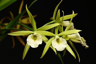 Procatavola Key Lime Stars