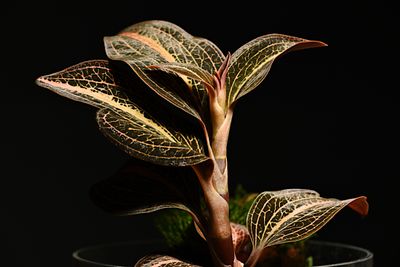 D85_6837_008s.jpg