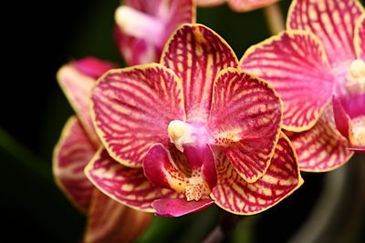 Phals '25