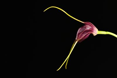 Masdevallia
