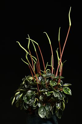 D85_7070_001s.jpg